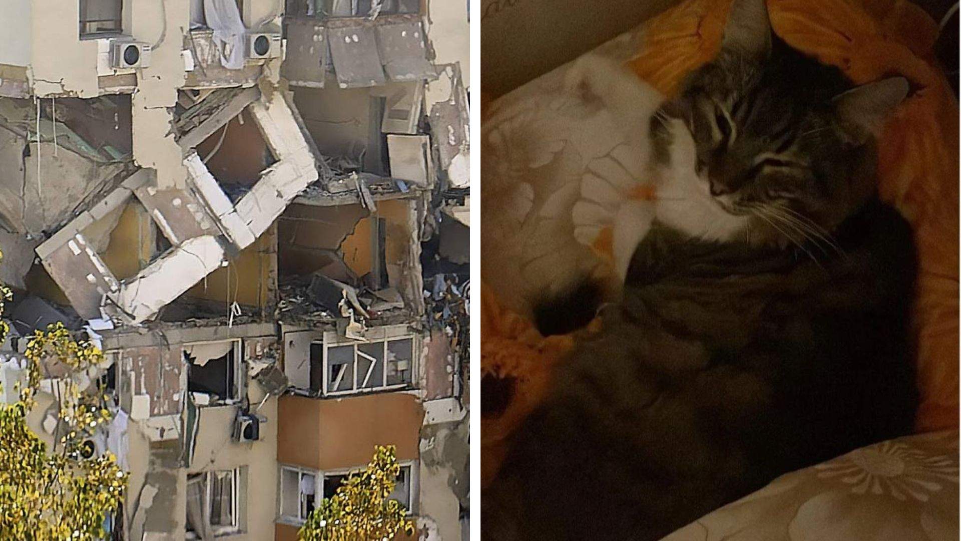 Motan salvat de la moarte! Cum l-au scos pompierii dintre dărâmăturile cauzate de explozia din Rahova. A ajuns în siguranță la stăpâni