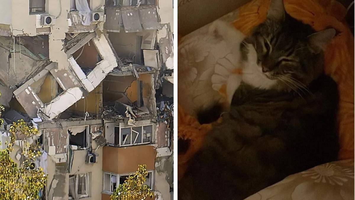 Cum l-au salvat pompierii de la moarte Motan salvat de la moarte! Cum l-au scos pompierii dintre dărâmăturile cauzate de explozia din Rahova. A ajuns în siguranță la stăpâni