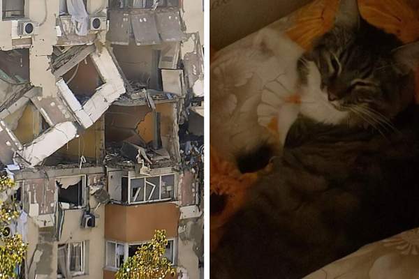 Motan salvat de la moarte! Cum l-au scos pompierii dintre dărâmăturile cauzate de explozia din Rahova. A ajuns în siguranță la stăpâni