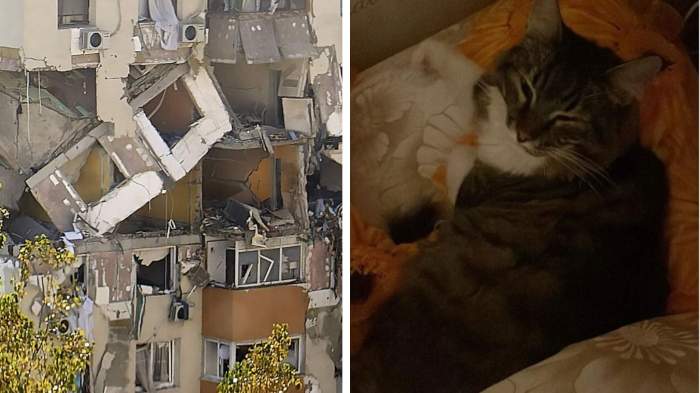 Motan salvat de la moarte! Cum l-au scos pompierii dintre dărâmăturile cauzate de explozia din Rahova. A ajuns în siguranță la stăpâni