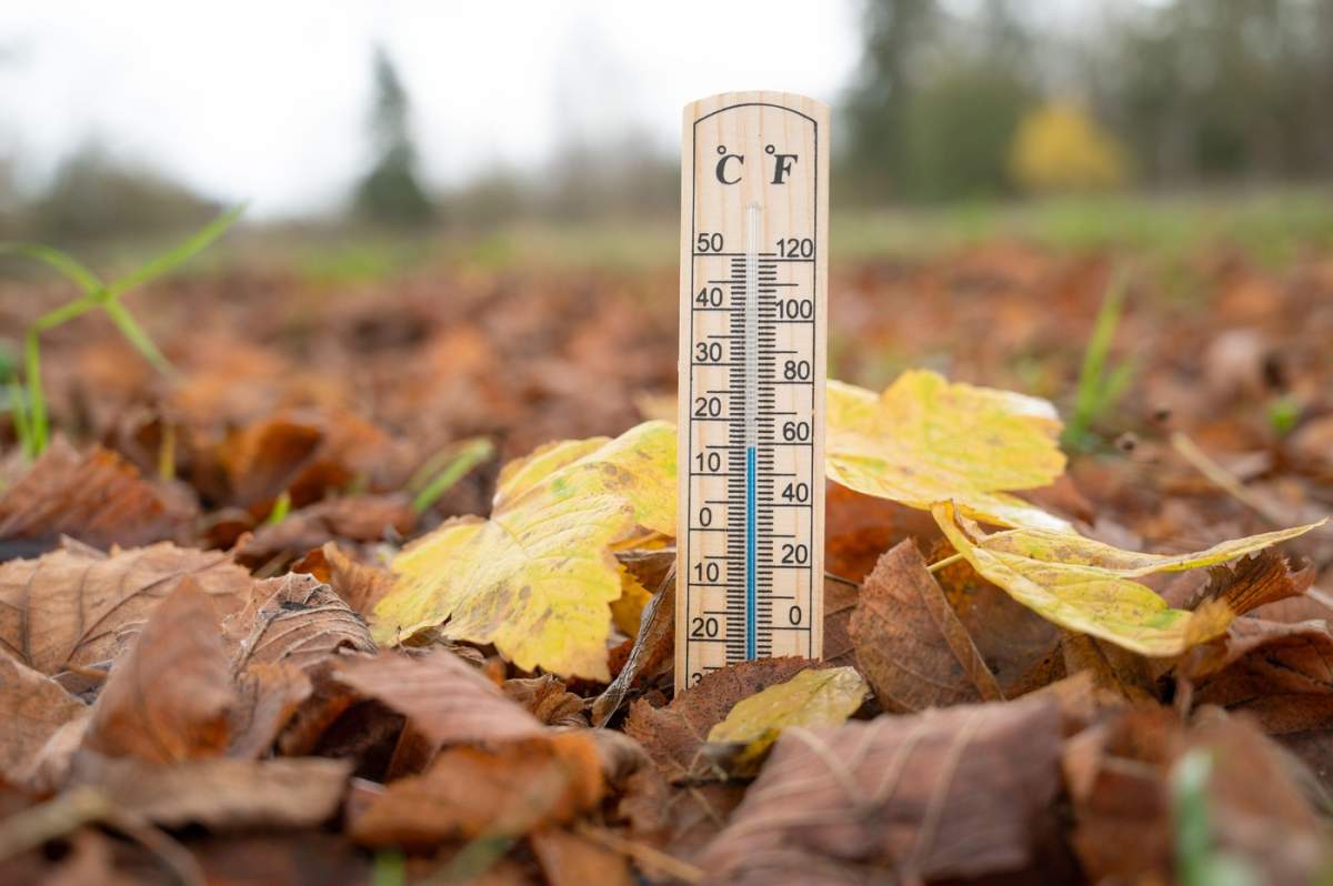 termoemtru in frunze
