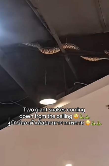 Ce poți întâlni într-un centru comercial din Thailanda? Un turist a filmat totul: "Clienți ciudați..."