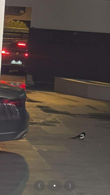 costel biju curte casa