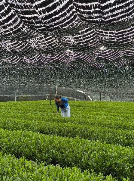 O influenceriță de top din România lucrează pe plantație, în Japonia! Cum a ajuns să facă asta