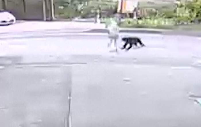 Oameni atacați de urși pe bandă rulantă, în Japonia! Armata a intervenit pentru a ajuta la prinderea animalelor