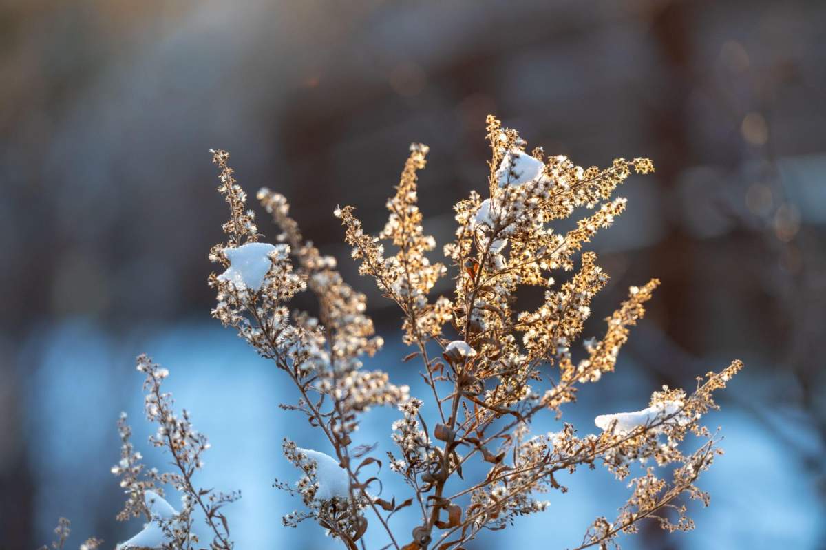 Solstițiu de iarnă