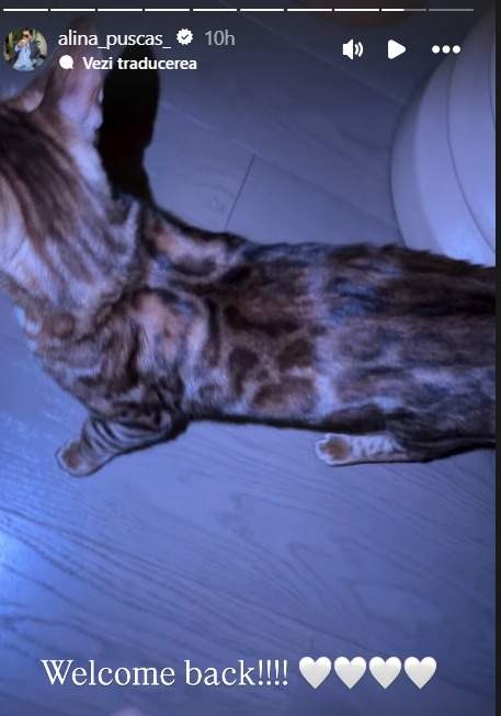 Pisica Alinei Pușcaș