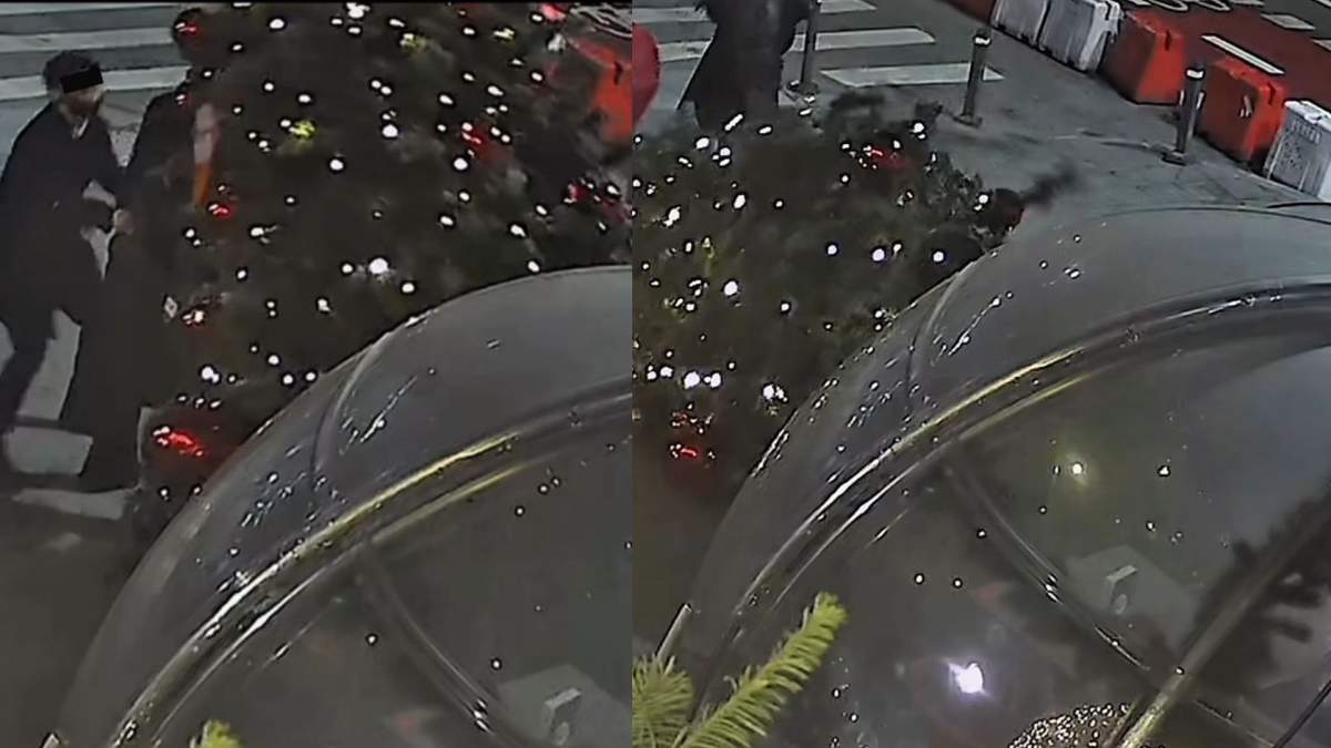 Colaj foto hoți brad