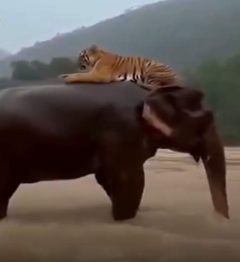 Imaginile virale care au emoționat milioane de oameni! Totul s-a întâmplat în timpul unor inundații