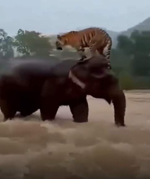 Imaginile virale care au emoționat milioane de oameni! Totul s-a întâmplat în timpul unor inundații