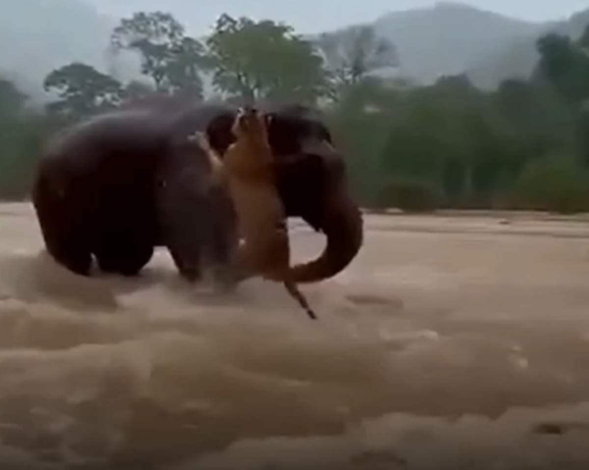 Imaginile virale care au emoționat milioane de oameni! Totul s-a întâmplat în timpul unor inundații