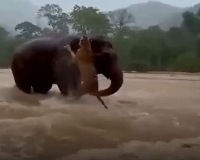 Imaginile virale care au emoționat milioane de oameni! Totul s-a întâmplat în timpul unor inundații