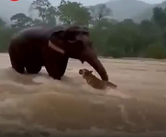 Imaginile virale care au emoționat milioane de oameni! Totul s-a întâmplat în timpul unor inundații