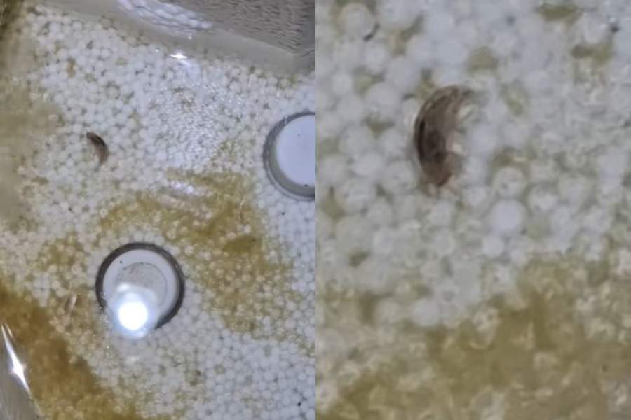 Imagini revoltătoare! Ce a filmat un localnic din Câmpina în apa care curge la robinet: "Uitați cu ce vine..."