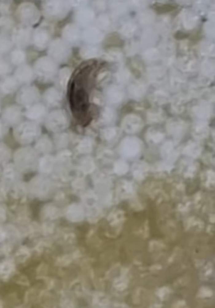 Imagini revoltătoare! Ce a filmat un localnic din Câmpina în apa care curge la robinet: "Uitați cu ce vine..."