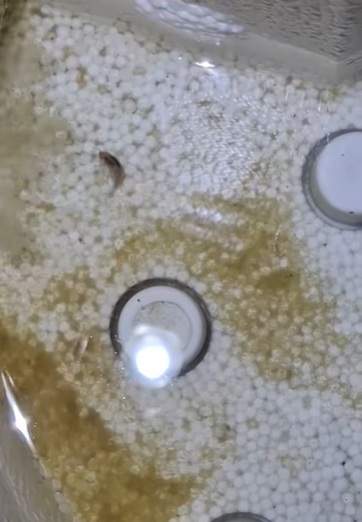 Imagini revoltătoare! Ce a filmat un localnic din Câmpina în apa care curge la robinet: "Uitați cu ce vine..."