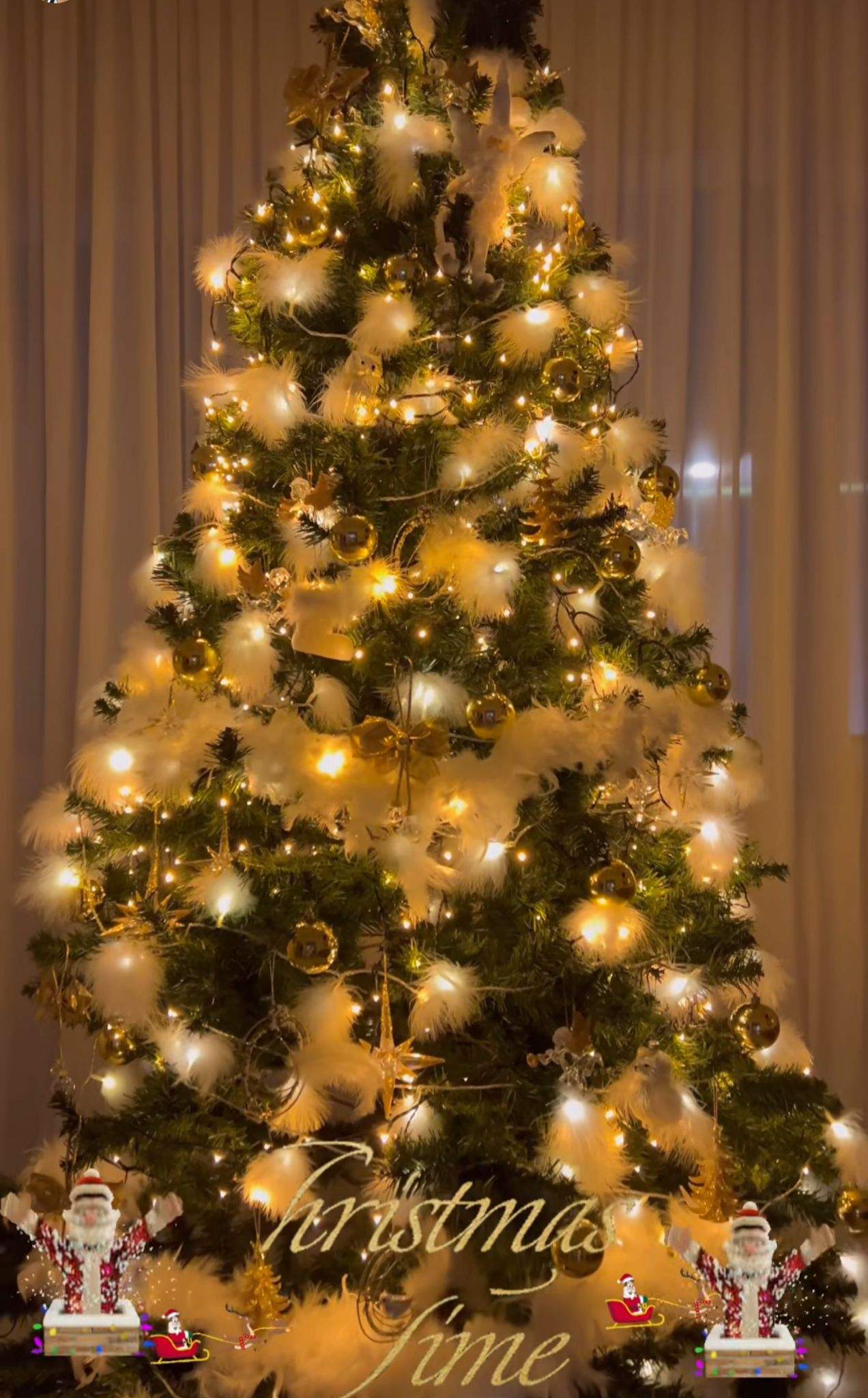 Bradul Oanei Zăvoranu