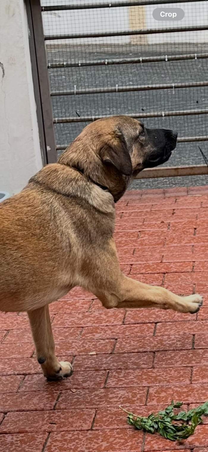 câinele lui Codin Maticiuc