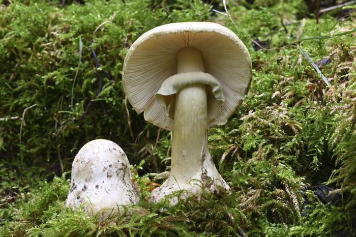 Amanita phalloides