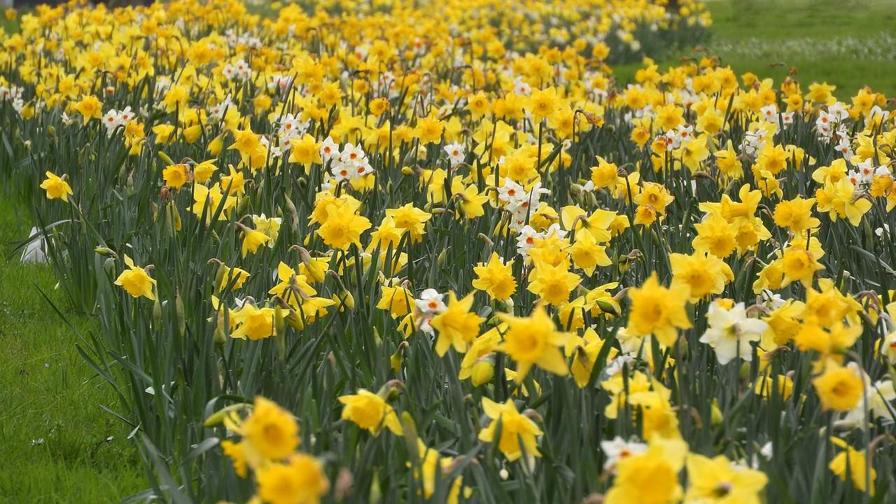 Cum să îngrijești narcisele. Florile oferă prospețime unei locuințe