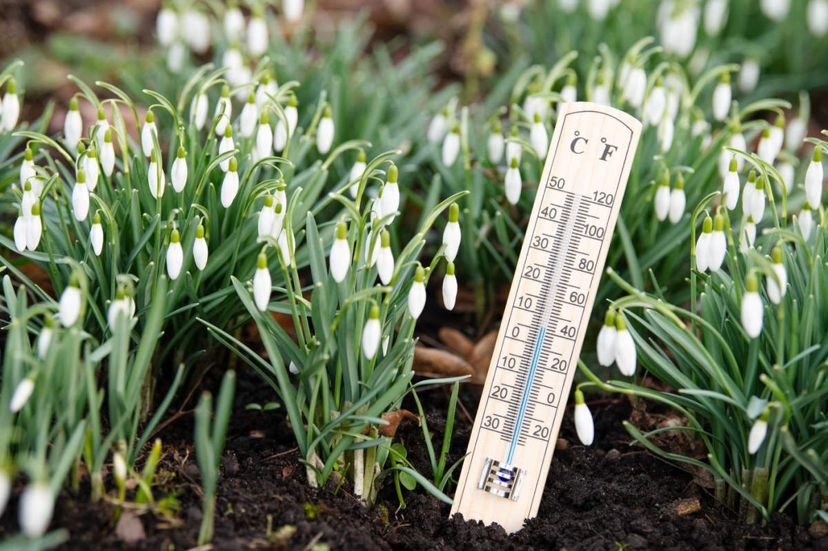 Termometru cu flori snowdrop pe o pajiște, zi însorită de primăvară, măsurați temperatura, prognoza meteo