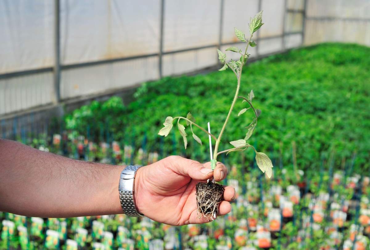 Sera agricolă a unei întreprinderi italiene: lucrător care verifică calitatea răsadurilor de tomate