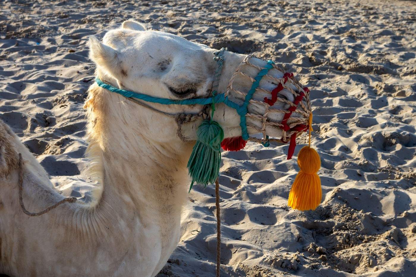 cămilă în Djerba