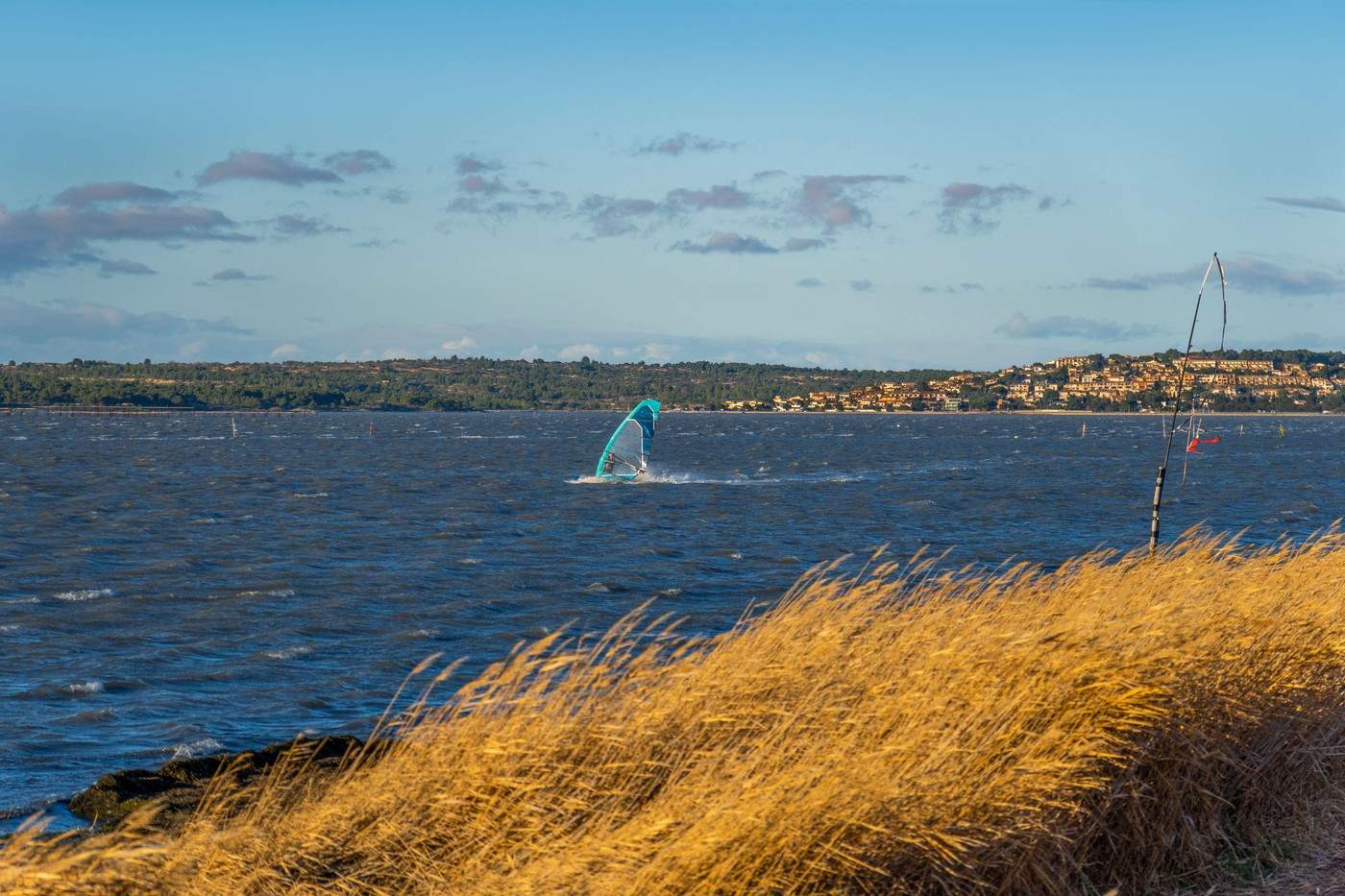 leucate