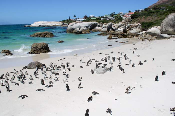 mulți pinguini în Rezervația naturală Boulders Beach. Cape Town, Africa de Sud