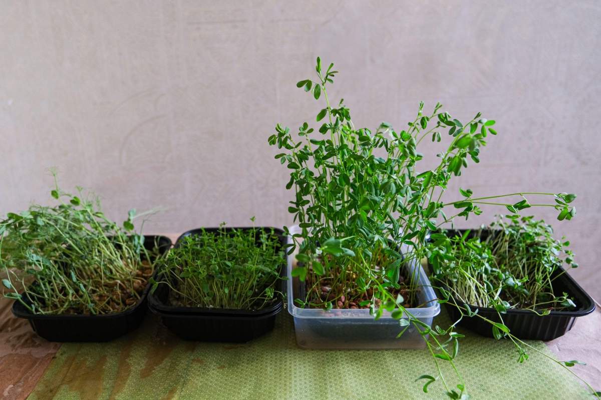 Un rând de plante mici se află în recipiente de dimensiuni diferite. Plantele sunt toate verzi și par a fi răsaduri. Recipientele sunt aliniate pe o masă, cu