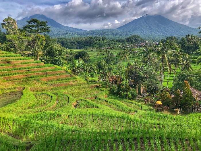 plantatie de orez bali