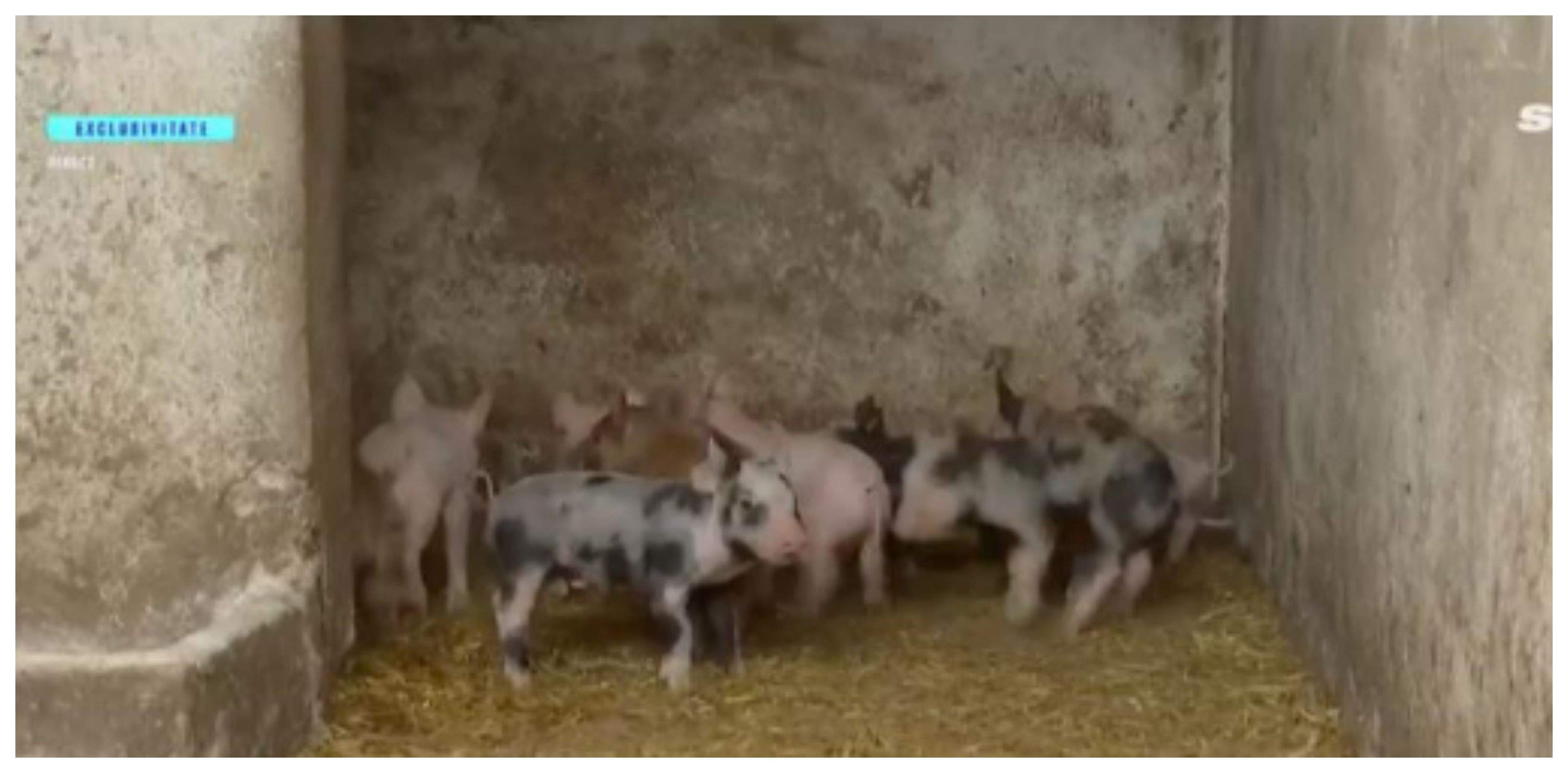 David Pușcaș, la muncă, la ferma Amaliei Bellantoni: „Îmi vine să vomit, nu mai pot”. A început să fugă, speriat, de porci