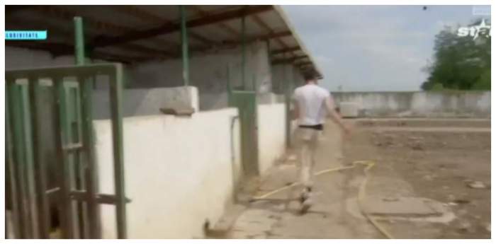 David Pușcaș, la muncă, la ferma Amaliei Bellantoni: „Îmi vine să vomit, nu mai pot”. A început să fugă, speriat, de porci