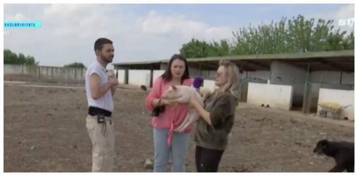 David Pușcaș, la muncă, la ferma Amaliei Bellantoni: „Îmi vine să vomit, nu mai pot”. A început să fugă, speriat, de porci