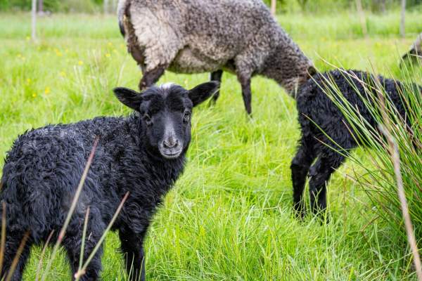 A fost confirmat primul caz de variolă ovină în România. Cum se transmite virusul POX și cât de contagios este