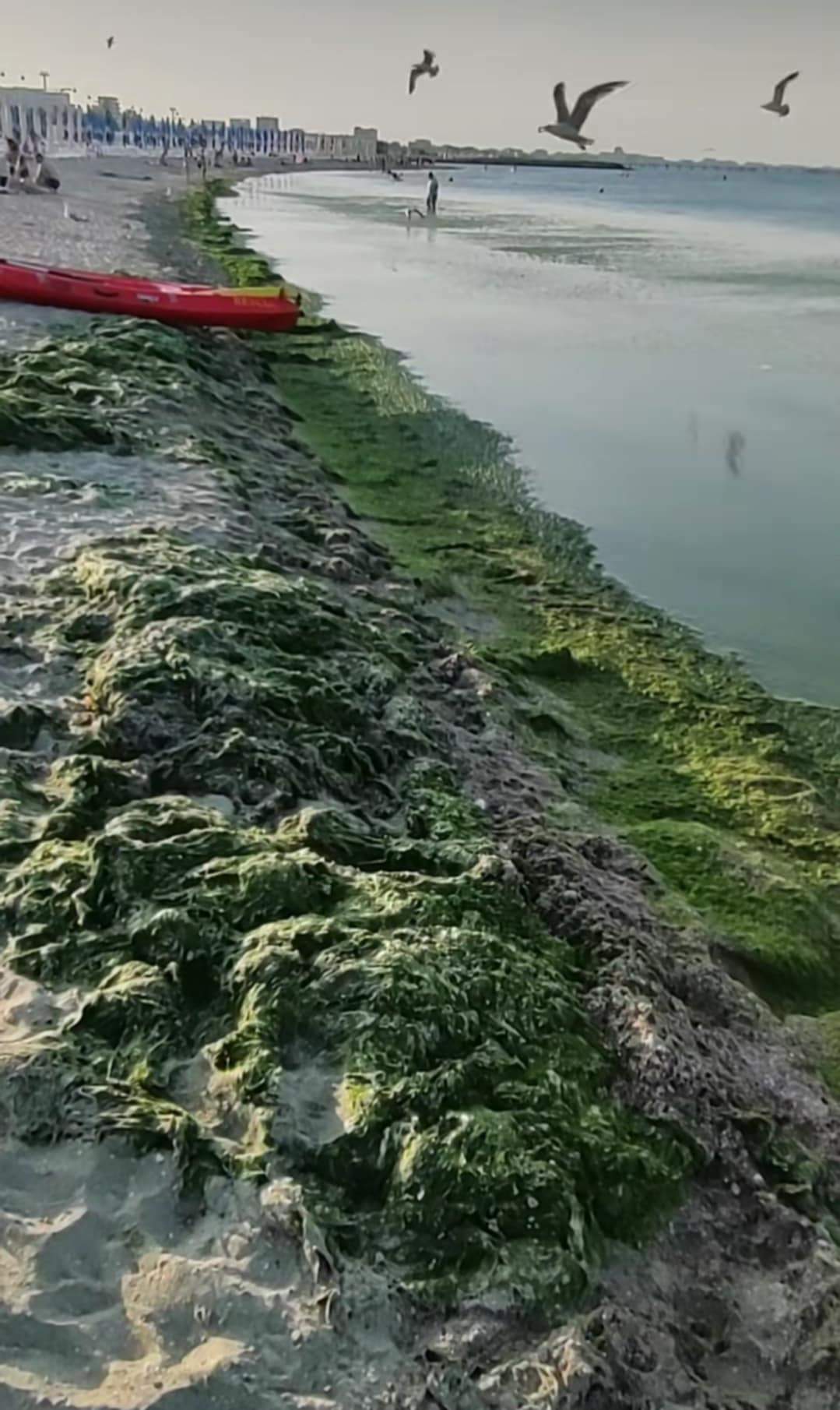 alge în România