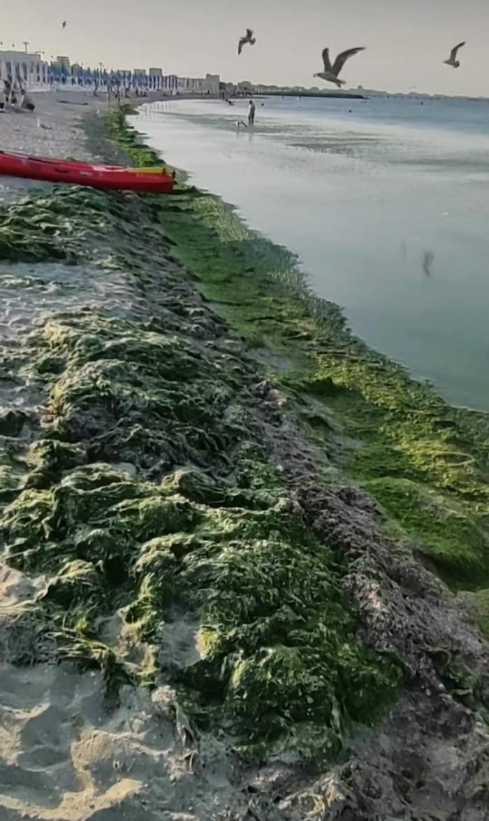alge în România