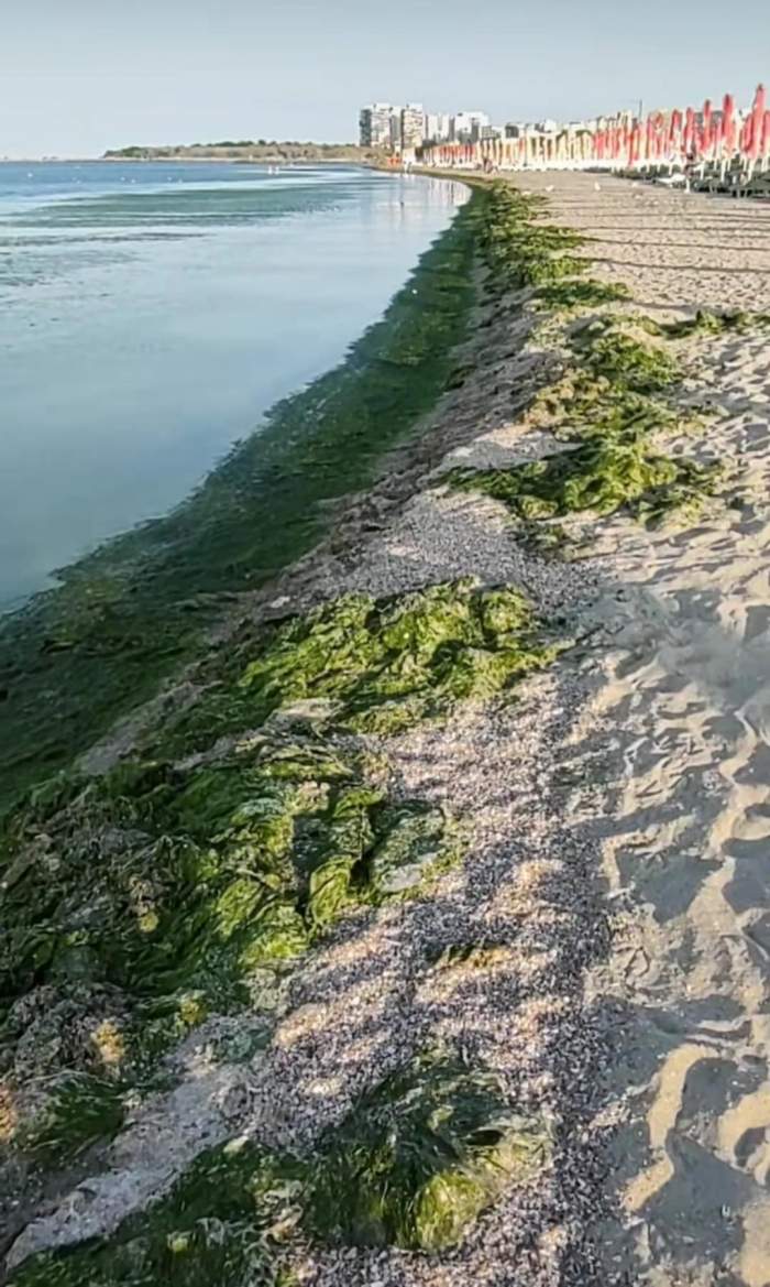 alge în România