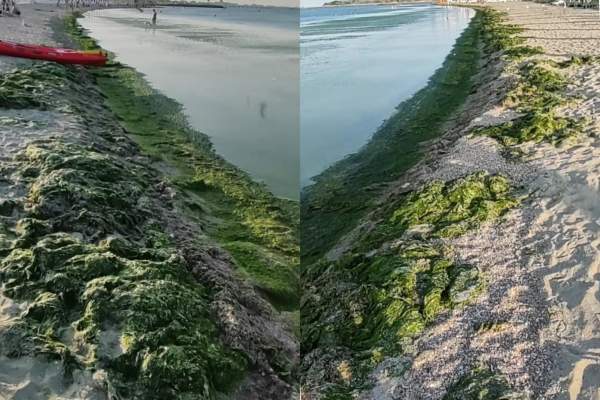 Invazie de alge pe litoralul românesc! Turiștii sunt dezgustați | FOTO