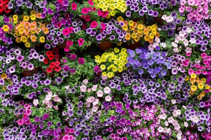 Petunii înflorite luminoase de diferite culori. Fundalul de înflorire. Petunia înflorește. Decorarea spațiului exterior cu flori.