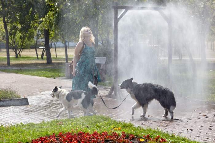Femeie cu câini se plimbă pe strada orașului printr-o ramă cu apă. Proprietarul animalului de companie are grijă de laika sa într-o zi fierbinte și însorită.