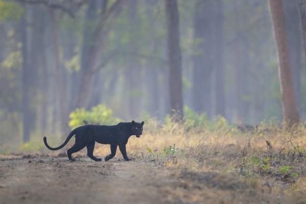 Românii din Giurgiu, încântați de pantera neagră, căutată de urgență de autorități: ”Mi-ar plăcea să o văd”