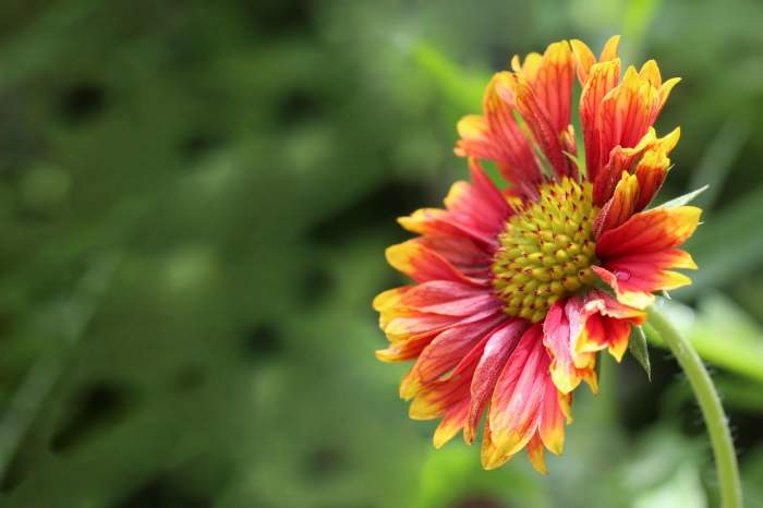 Florile pe care nu trebuie să le plantezi împreună. Sfaturi pentru a avea o grădină deosebită