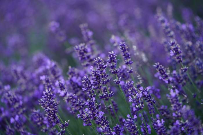 Florile pe care nu trebuie să le plantezi împreună. Sfaturi pentru a avea o grădină deosebită