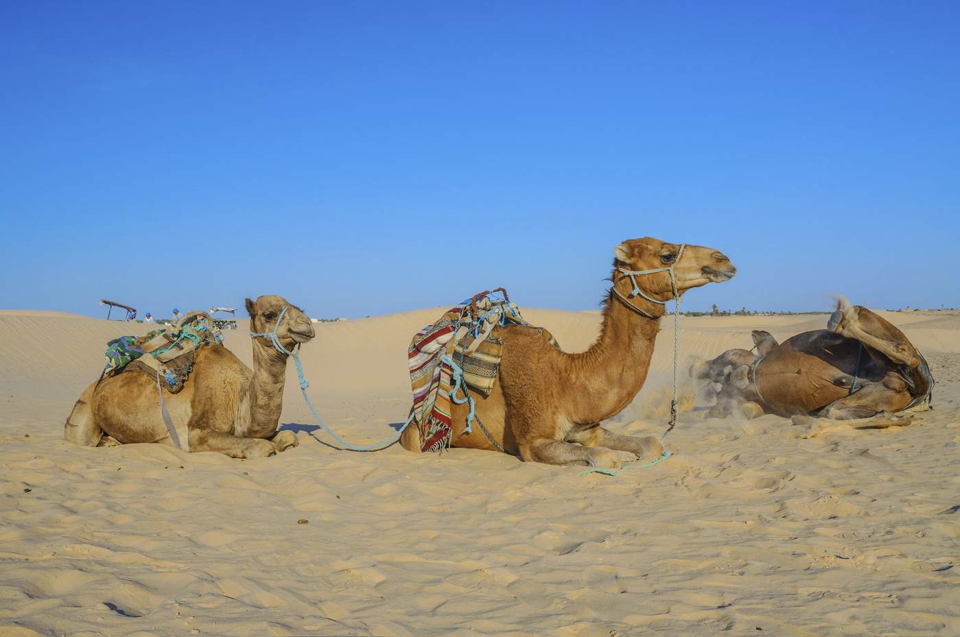 cămile în Tunisia