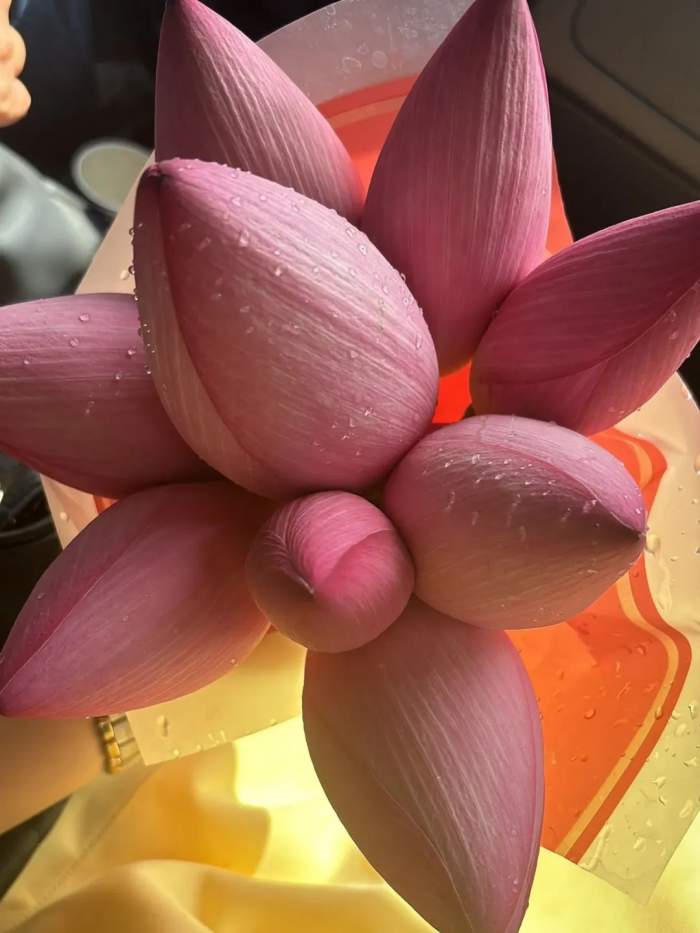 lotus