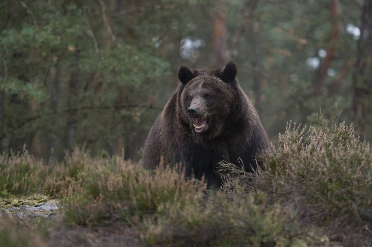 Agresiv... Ursul brun european (Ursus arctos), urs impresionant de mare și greu