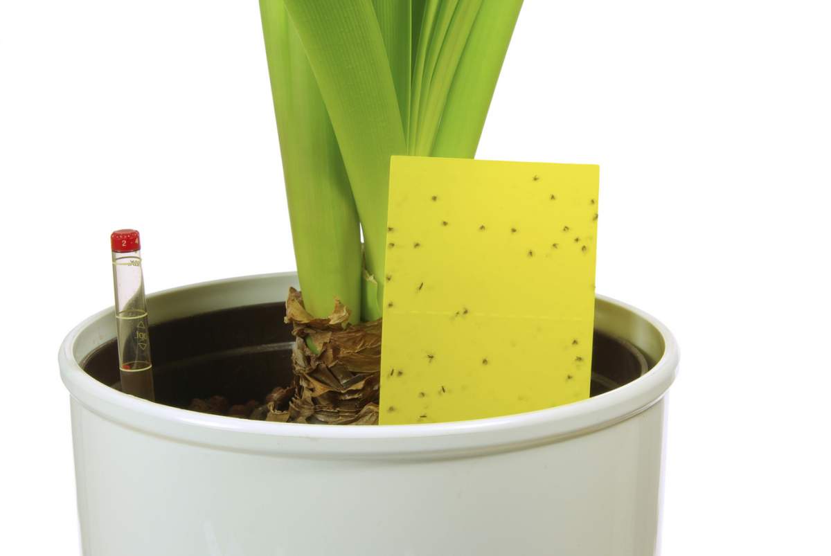 Baston galben pentru insecte