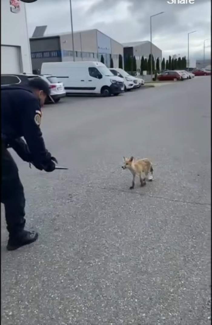 Jandarmeria din Brașov, intervenție neobișnuită! Au prins un pui de vulpe rătăcit. Ce a urmat | VIDEO