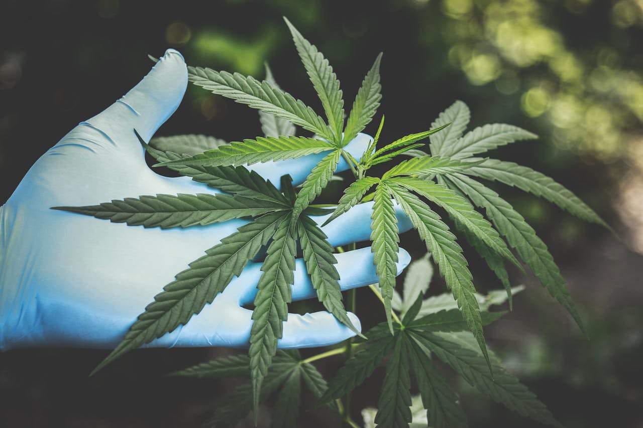 Moștenire neașteptată! Românul care a primit averea unei britanice a transformat vila în plantație de canabis